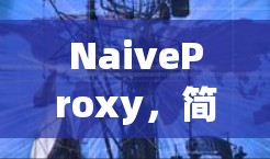 NaiveProxy，简单配置，高效管理网络流量